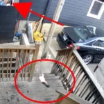 Condenan a prisión a mujer en Chicago por arrojar bomba molotov a venezolanos para que «se regresen a su país»