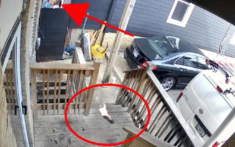 Condenan a prisión a mujer en Chicago por arrojar bomba molotov a venezolanos para que «se regresen a su país»