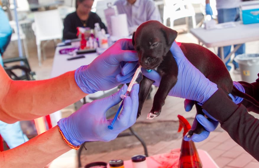 Gobernadora Marisel Velásquez respaldó Jornada de Atención Integral Veterinaria en La Asunción