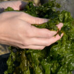 Margarita más allá del turismo: Éxito en exportación de algas marca el inicio de 2026