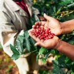 Caficultores piden mejor precio para el quintal de café