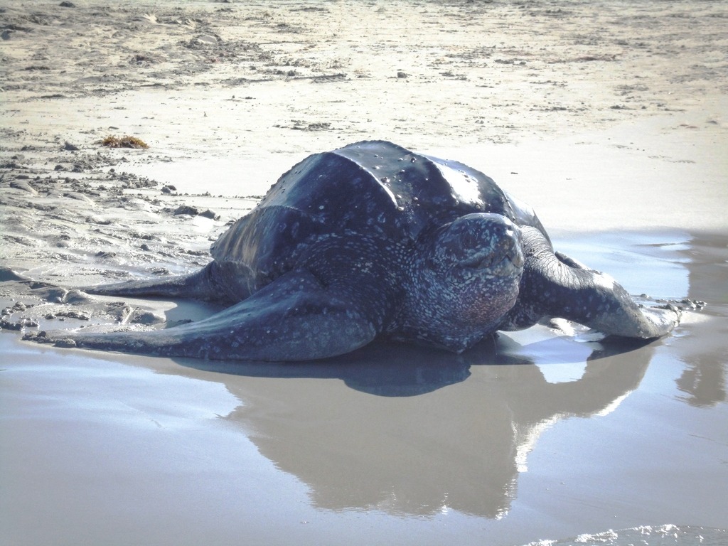 Pedro Vernet: “Mal uso de las playas sentencia a las tortugas marinas”