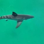 Científicos venezolanos piden no consumir cazón