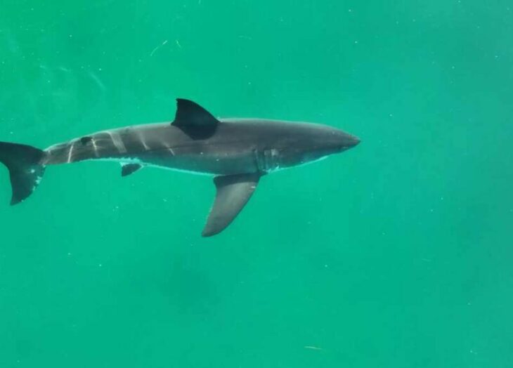 Científicos venezolanos piden no consumir cazón