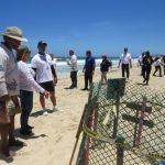 Inspeccionan viveros de tortugas marinas en playas de Nueva Esparta