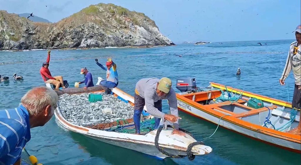 Con las redes cargadas y el optimismo a flor de piel, los pescadores artesanales del estado Nueva Esparta celebran el inicio de una temporada de sardina que promete ser histórica. Tras el levantamiento de la veda el pasado 15 de marzo, las costas de la entidad han comenzado a recibir este recurso vital, devolviendo la esperanza económica a cientos de familias marineras. Luis Rodríguez, pescador artesanal sardinero de la región, describe el panorama actual como un renacer para el sector. Según Rodríguez, la temporada —que se extenderá hasta el 15 de diciembre— ha comenzado con indicadores biológicos y económicos sumamente positivos. Precios justos y sostenibilidad económica Uno de los puntos más destacados por los trabajadores del mar es el reciente ajuste en el precio de la proteína. «Tenemos buenas expectativas, ya que ahora se está pagando un precio justo al pescador artesanal. Esto nos hace bien para poder ser autosustentables en la adquisición de insumos», afirmó Rodríguez. La presencia del cardumen ha sorprendido gratamente, tanto por su volumen como por su ubicación. Este año, la sardina ha entrado simultáneamente por el norte y el sur de la isla de Margarita, permitiendo que comunidades que anteriormente no gozaban del recurso hoy tengan sus redes llenas. Talla óptima: Los ejemplares capturados presentan un tamaño comercial excelente. Volumen inicial: En apenas una semana y media de faena efectiva, se han alcanzado cerca de 300 toneladas capturadas. Reservas actuales: Existen aproximadamente 400 toneladas en resguardo, esperando el fin del asueto vacacional para ser procesadas. El motor industrial se pone en marcha Aunque la temporada apenas comienza, las empresas procesadoras y enlatadoras ya han comenzado a «engrasar sus máquinas». Tras el paréntesis de Semana Santa, se espera que a partir de la próxima semana las labores se normalicen al 100% de su capacidad. El impacto social es masivo. Actualmente, Nueva Esparta cuenta con 74 trenes sardineros autorizados. Si se considera que cada tren requiere un equipamiento de aproximadamente cuatro unidades, estamos hablando de una flota de unas 300 embarcaciones dedicadas exclusivamente a esta faena, movilizando una economía local que depende directamente de este «oro neoespartano». Fe y compromiso Para los pescadores, este repunte en la producción es motivo de agradecimiento espiritual. «Gracias a Dios y a la Virgen del Valle, las esperanzas vuelven nuevamente al pescador venezolano», concluyó Rodríguez, reflejando el sentir de un gremio que ve en la sardina no solo un sustento, sino la proteína de mayor calidad y accesibilidad para el pueblo. Con la industria enlatadora lista para recibir la cosecha y un mar generoso, Nueva Esparta se perfila para cerrar un 2026 con cifras récord en la producción pesquera nacional.