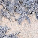 Más de 50 tortuguillos de la especie cardón nacen en Playa Parguito de Nueva Esparta