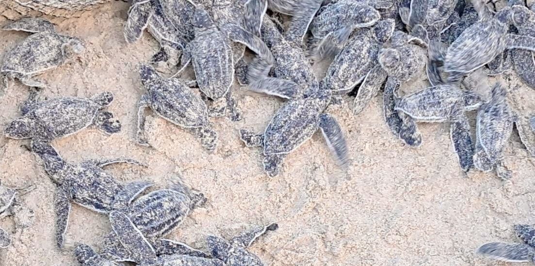 Más de 50 tortuguillos de la especie cardón nacen en Playa Parguito de Nueva Esparta