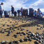 Más de 7600 tortuguillos liberados en Bolívar en el Día Mundial de la Tortuga