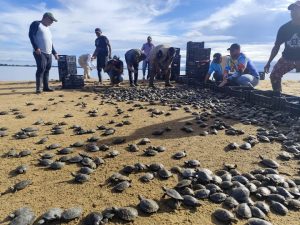 Más de 7600 tortuguillos liberados en Bolívar en el Día Mundial de la Tortuga