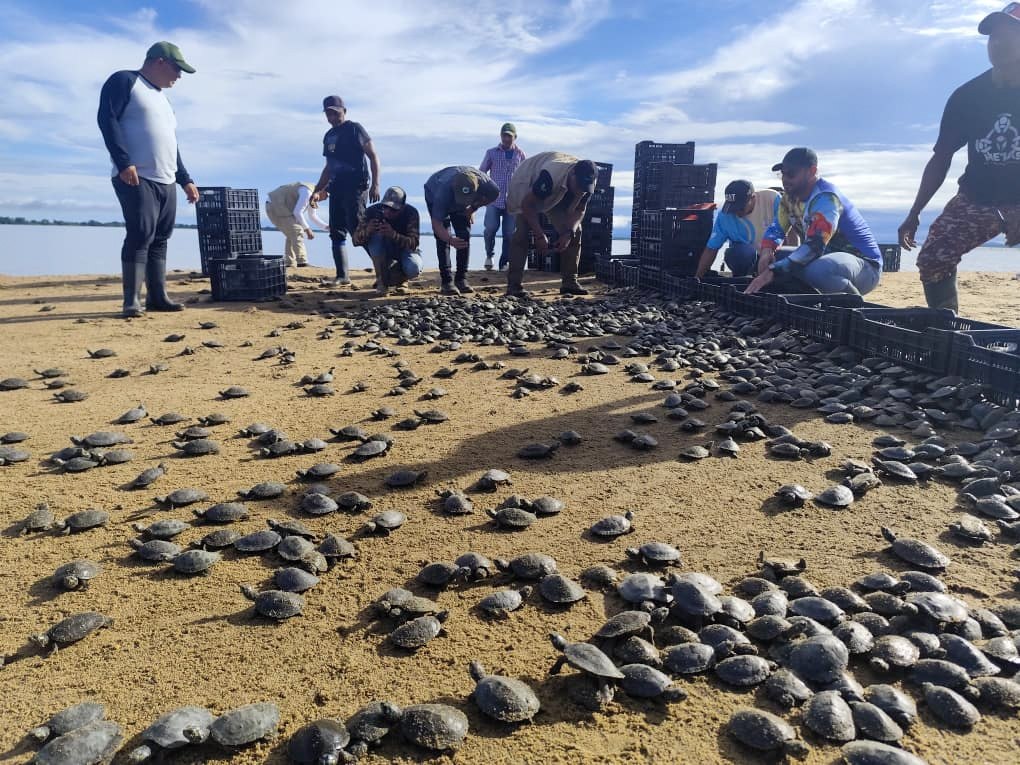 Más de 7600 tortuguillos liberados en Bolívar en el Día Mundial de la Tortuga