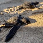 Margarita será sede del "Tortuga Fest 2026"