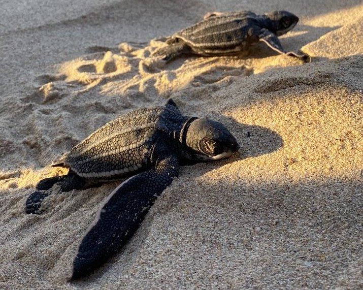 Margarita será sede del "Tortuga Fest 2026"