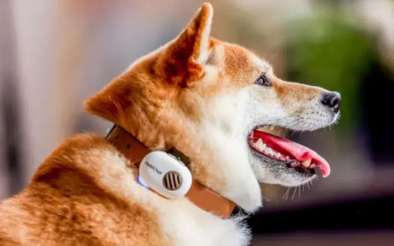 Empresa china lanza traductor para perros y gatos con inteligencia artificial