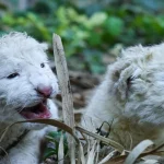 Nacieron dos crías de león blanco en Aragua y permanecen bajo cuidados especiales