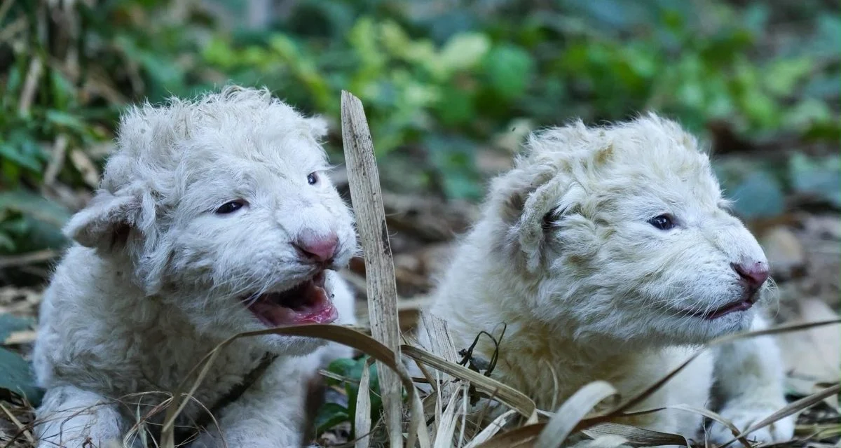 Nacieron dos crías de león blanco en Aragua y permanecen bajo cuidados especiales