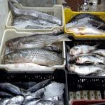 Sector Pesca y Acuicultura reportó crecimiento de 15% en los primeros meses de 2026
