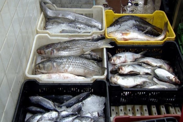 Sector Pesca y Acuicultura reportó crecimiento de 15% en los primeros meses de 2026