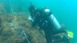 Avanza la lucha contra el coral invasor en las costas venezolanas