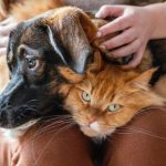 Nueva ley busca blindar la vida animal.