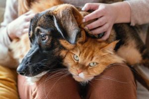 Nueva ley busca blindar la vida animal.
